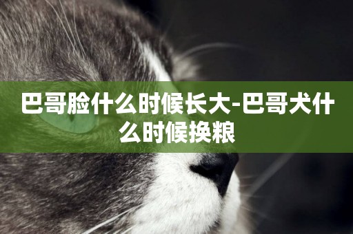 巴哥臉什么時候長大-巴哥犬什么時候換糧
