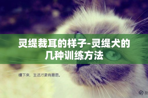 靈緹裁耳的樣子-靈緹犬的幾種訓練方法