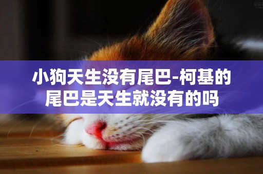 小狗天生沒有尾巴-柯基的尾巴是天生就沒有的嗎