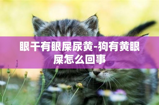 眼干有眼屎尿黃-狗有黃眼屎怎么回事
