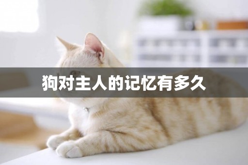 狗對主人的記憶有多久
