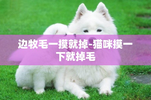 邊牧毛一摸就掉-貓咪摸一下就掉毛
