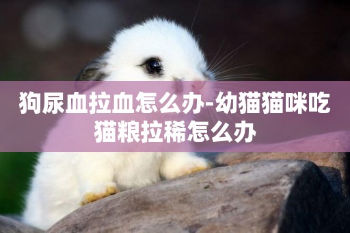 狗尿血拉血怎么辦-幼貓貓咪吃貓糧拉稀怎么辦
