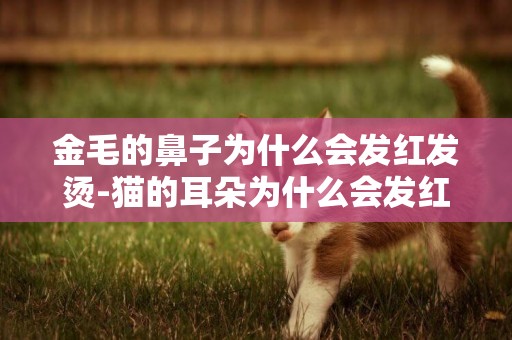 金毛的鼻子為什么會發紅發燙-貓的耳朵為什么會發紅