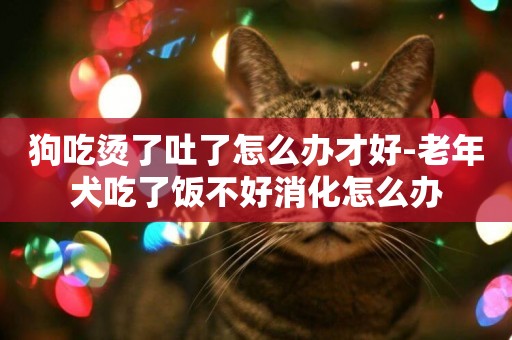 狗吃燙了吐了怎么辦才好-老年犬吃了飯不好消化怎么辦