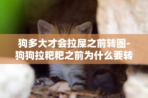 狗多大才會拉屎之前轉圈-狗狗拉粑粑之前為什么要轉圈圈呢