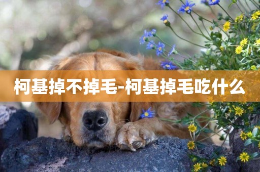 柯基掉不掉毛-柯基掉毛吃什么
