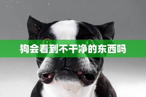 狗會看到不干凈的東西嗎