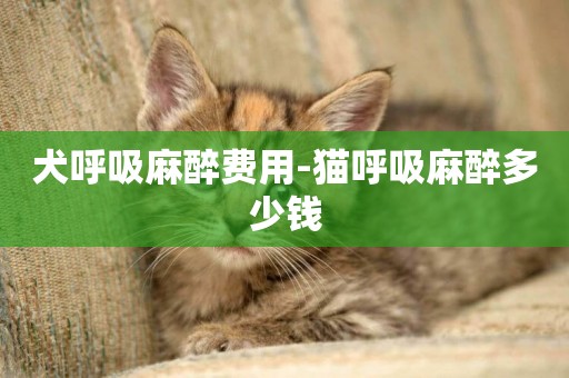 犬呼吸麻醉費用-貓呼吸麻醉多少錢