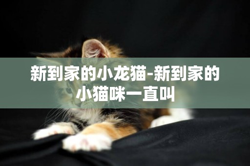 新到家的小龍貓-新到家的小貓咪一直叫