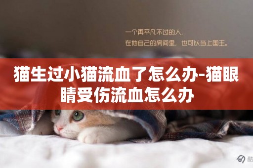 貓生過小貓流血了怎么辦-貓眼睛受傷流血怎么辦