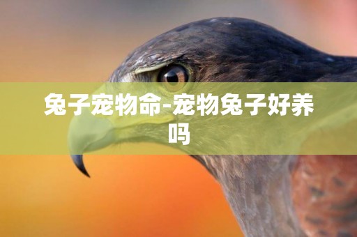 兔子寵物命-寵物兔子好養嗎