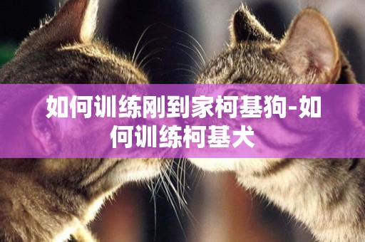 如何訓練剛到家柯基狗-如何訓練柯基犬