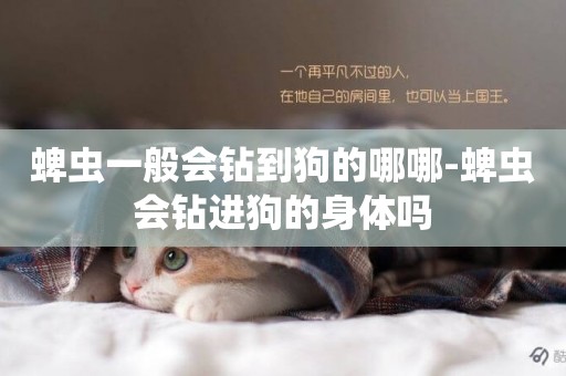 蜱蟲一般會鉆到狗的哪哪-蜱蟲會鉆進狗的身體嗎