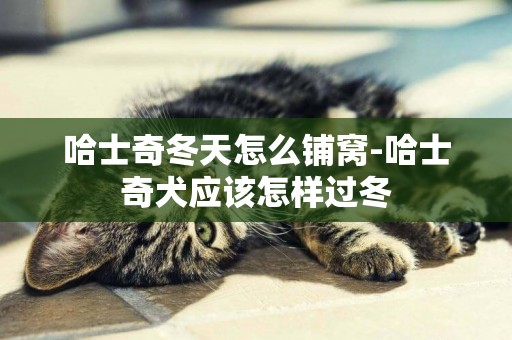 哈士奇冬天怎么鋪窩-哈士奇犬應該怎樣過冬