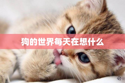 狗的世界每天在想什么