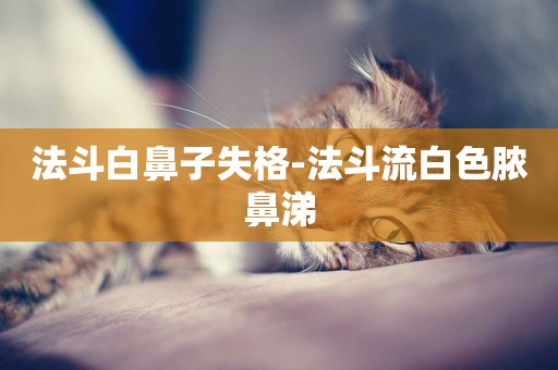 法斗白鼻子失格-法斗流白色膿鼻涕