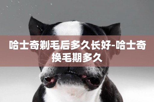 哈士奇剃毛后多久長好-哈士奇換毛期多久
