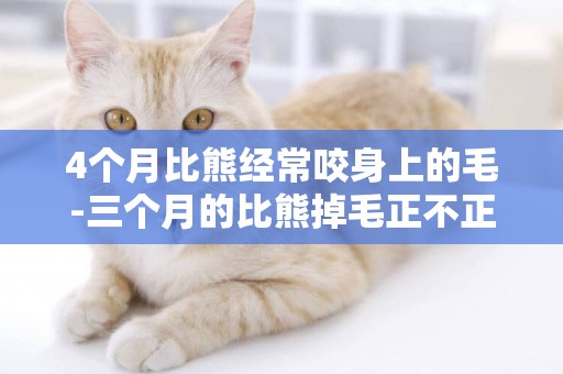 4個月比熊經常咬身上的毛-三個月的比熊掉毛正不正常
