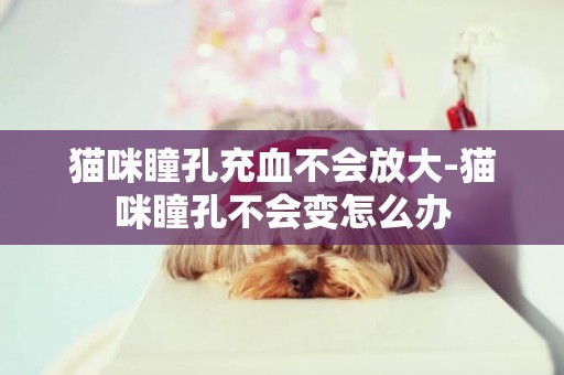 貓咪瞳孔充血不會放大-貓咪瞳孔不會變怎么辦