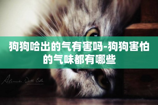 狗狗哈出的氣有害嗎-狗狗害怕的氣味都有哪些