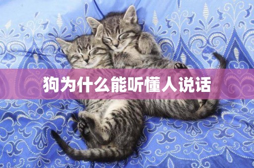 狗為什么能聽懂人說話