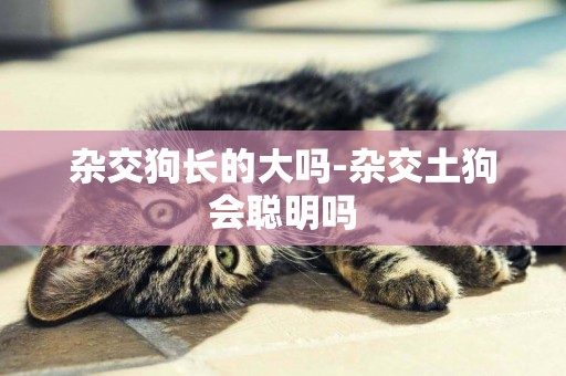 雜交狗長的大嗎-雜交土狗會聰明嗎