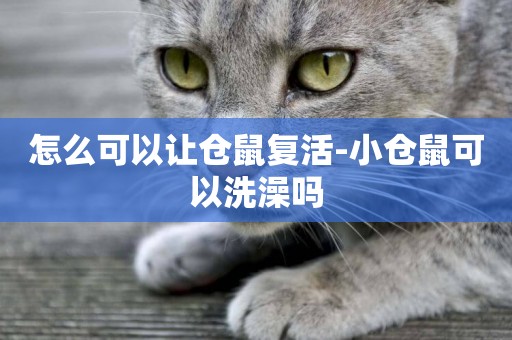怎么可以讓倉鼠復活-小倉鼠可以洗澡嗎