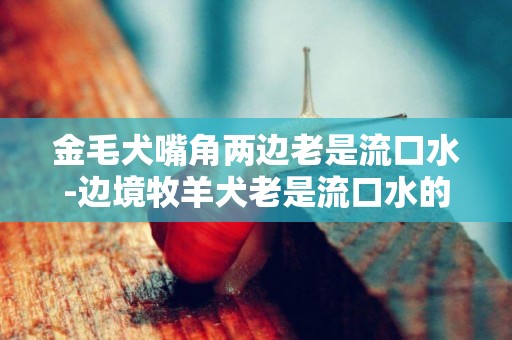 金毛犬嘴角兩邊老是流口水-邊境牧羊犬老是流口水的原因是什么