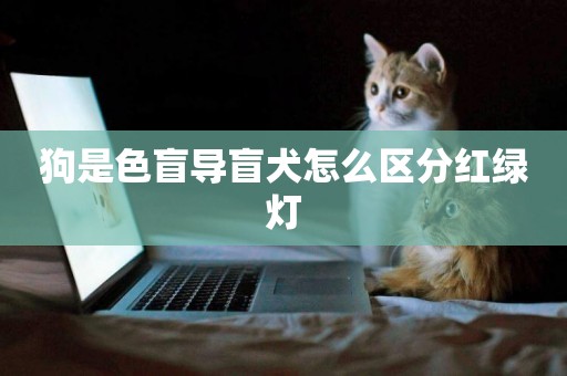 狗是色盲導盲犬怎么區分紅綠燈