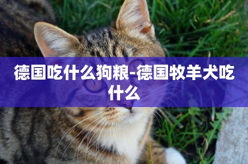德國吃什么狗糧-德國牧羊犬吃什么