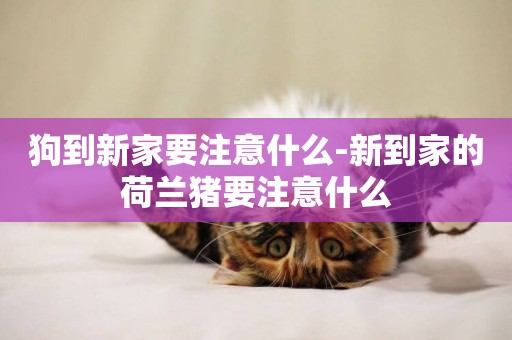 狗到新家要注意什么-新到家的荷蘭豬要注意什么