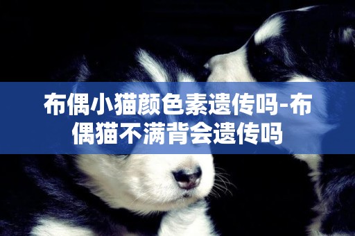 布偶小貓顏色素遺傳嗎-布偶貓不滿背會遺傳嗎