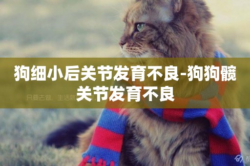 狗細小后關節發育不良-狗狗髖關節發育不良