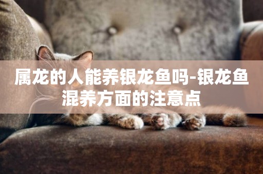 屬龍的人能養銀龍魚嗎-銀龍魚混養方面的注意點