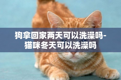 狗拿回家兩天可以洗澡嗎-貓咪冬天可以洗澡嗎