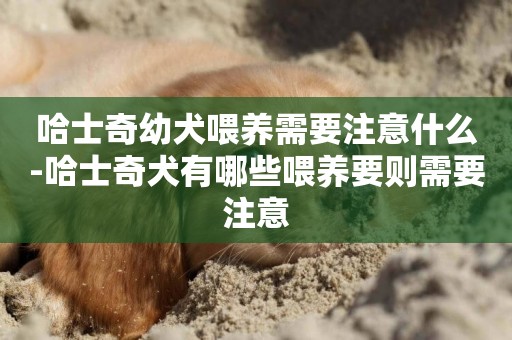 哈士奇幼犬喂養需要注意什么-哈士奇犬有哪些喂養要則需要注意