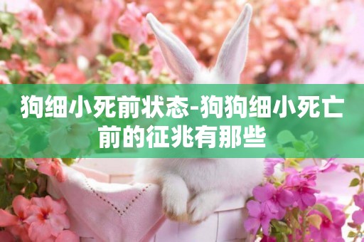 狗細小死前狀態-狗狗細小死亡前的征兆有那些