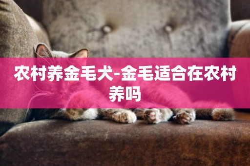 農村養金毛犬-金毛適合在農村養嗎