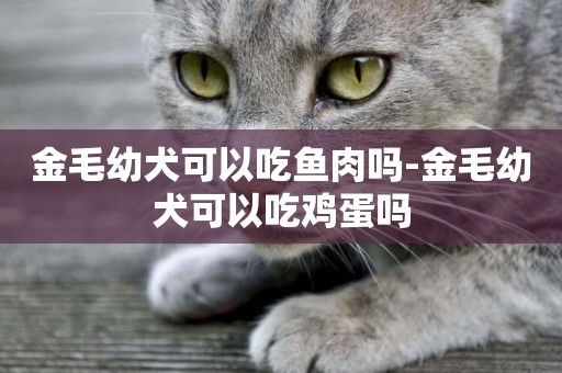 金毛幼犬可以吃魚肉嗎-金毛幼犬可以吃雞蛋嗎