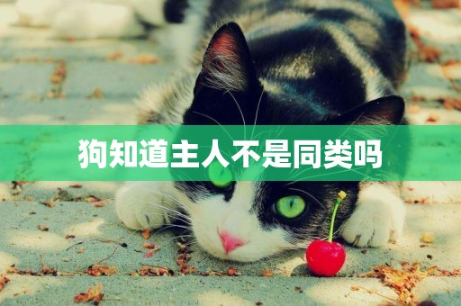 狗知道主人不是同類嗎