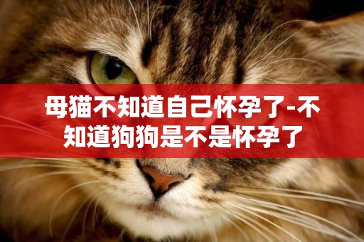 母貓不知道自己懷孕了-不知道狗狗是不是懷孕了