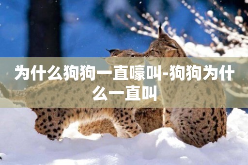 為什么狗狗一直嚎叫-狗狗為什么一直叫