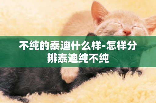 不純的泰迪什么樣-怎樣分辨泰迪純不純