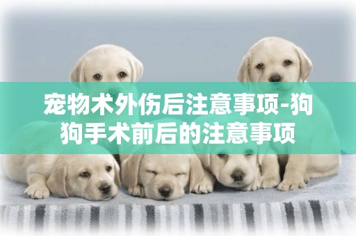 寵物術外傷后注意事項-狗狗手術前后的注意事項