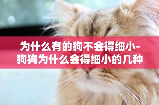 為什么有的狗不會得細小-狗狗為什么會得細小的幾種原因