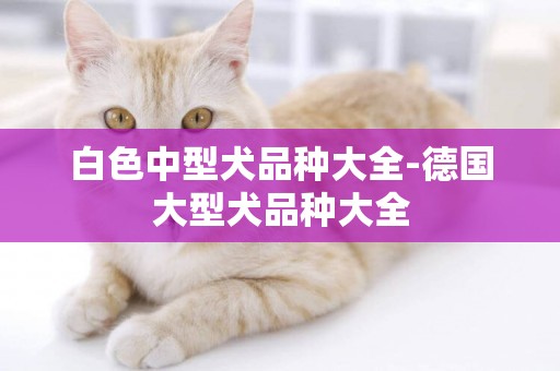 白色中型犬品種大全-德國大型犬品種大全
