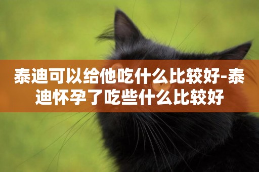 泰迪可以給他吃什么比較好-泰迪懷孕了吃些什么比較好