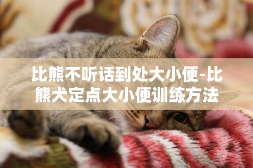 比熊不聽話到處大小便-比熊犬定點大小便訓練方法