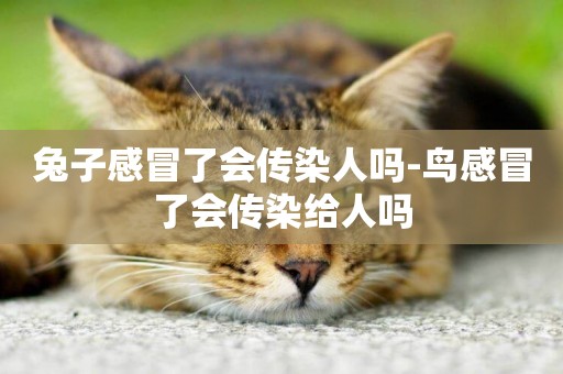 兔子感冒了會傳染人嗎-鳥感冒了會傳染給人嗎